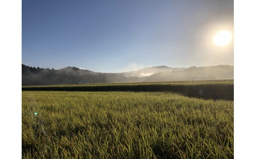 【令和7年産米】新潟県村上市 桃川産　直播米　泥根性こしいぶき10kg 1040004