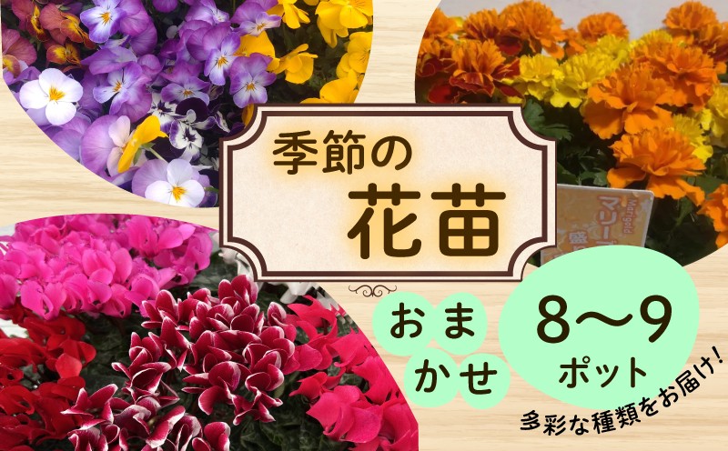 
            季節 の 花苗 おまかせ 8～9 ポット 生産農場 直送 寄せ植え ガーデニング 緑 花 はな hana ベゴニアダブレット 多粒まき マリーゴールド サンビタリア スケボラ カラフルミックスポット カリブラコア ビオラDJ ガーデンシクラメン 苗 植物 渡辺花園 神奈川 湘南 藤沢
          