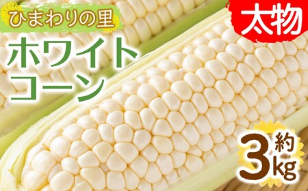 ＜先行予約！2027年6月上旬以降順次発送予定＞ホワイトコーン(約3kg/太物 2Lサイズ以上) 香川県 国産 とうもろこし トウモロコシ 新鮮 冷蔵便 【man110-B】【Aglio nero】