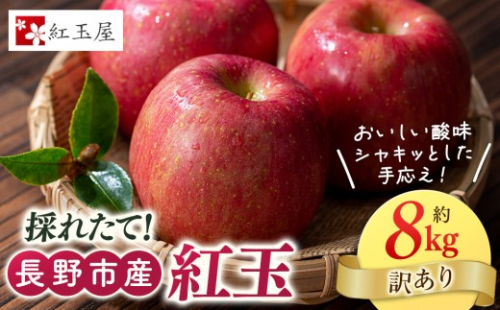 紅玉訳アリ8kg りんご 長野市産 フルーツ【2026年9月下旬以降の出荷】