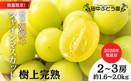 ＜2026年発送分＞ 厳選朝採りシャインマスカット 約1.6～2.0kg（2～3房）シャインマスカット　ぶどう詰め合わせ ぶどう ブドウ 果物 フルーツ 田中ぶどう園 大阪 河内長野 マスカット 種な