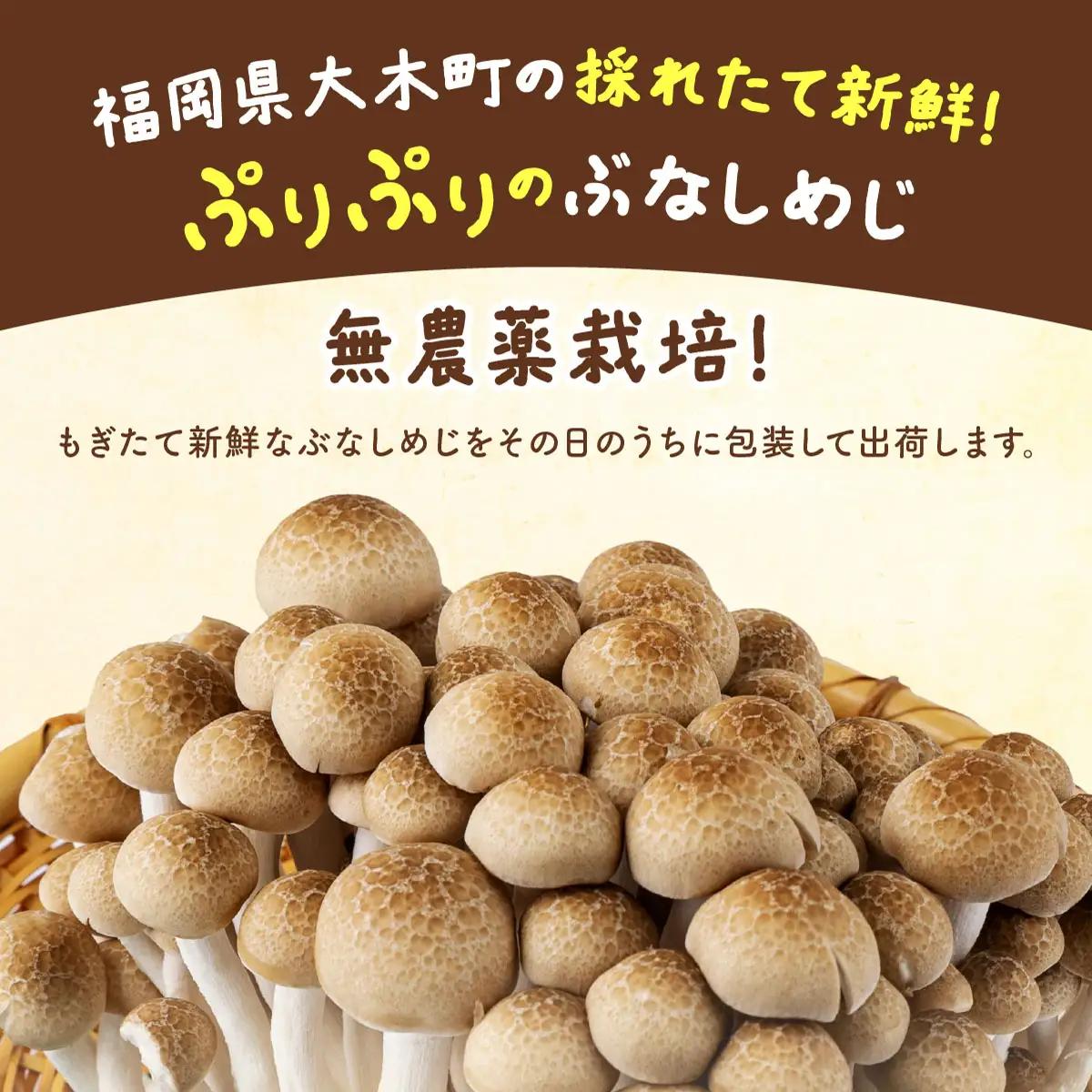 もぎたて新鮮！ぶなしめじ15株セット　AT23