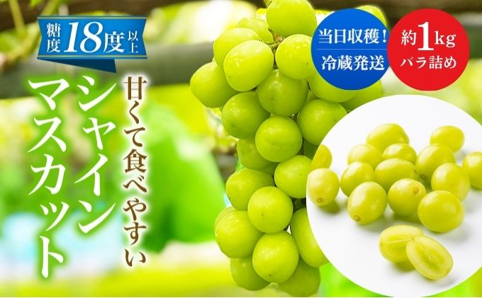 先行予約 甘く食べやすい シャインマスカット 粒 バラ詰め 約1kg＜出荷時期：2025年9月下旬～10月上旬ごろ＞数量限定 期間限定 果物 フルーツ ぶどう ブドウ マスカット