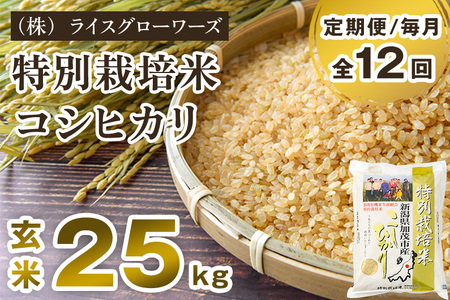 【令和8年産新米先行予約】【定期便12ヶ月毎月お届け】新潟県加茂市産 特別栽培米コシヒカリ 玄米25kg（5kg×5）《10月上旬～順次出荷》 従来品種コシヒカリ （株）ライスグローワーズ