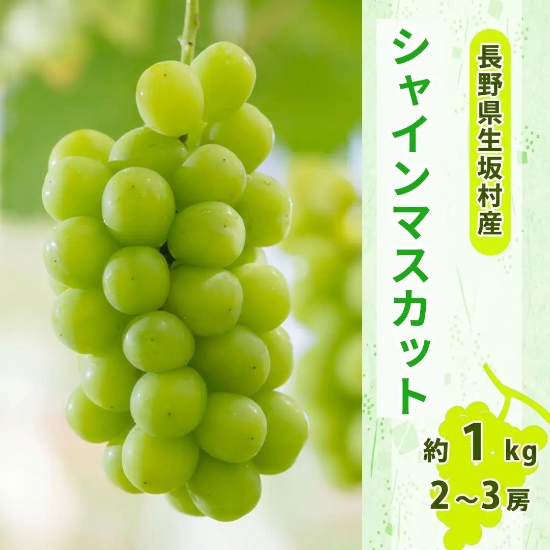 【2026年先行予約】 シャインマスカット 約800g～1kg (2～3房入り) 小さな果樹園 ぷてぃ・べるじぇ | 長野県 生坂村 シャインマスカット