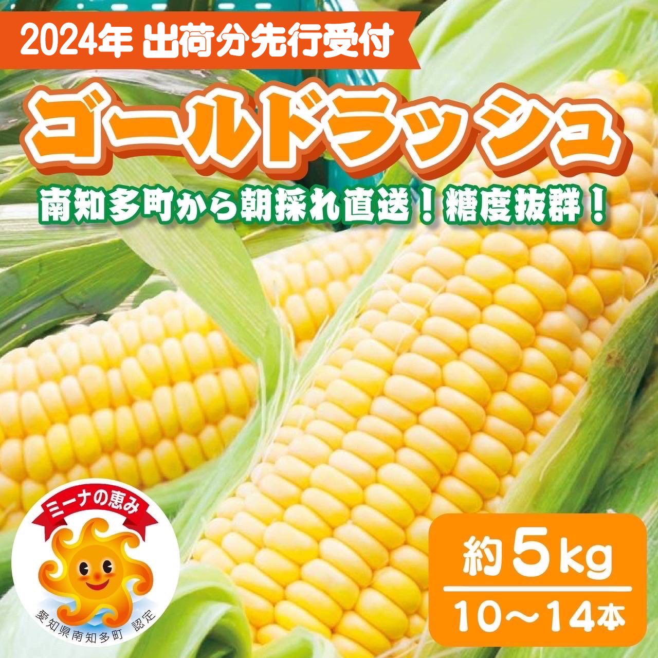 
スイートコーン 約 5kg 10 ～ 14本 冷蔵 とうもろこし 国産 先行予約 期間限定 数量限定 直送 愛知県 南知多町
