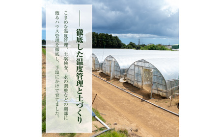 クインシーメロン（1玉入り1箱）1.5kg前後