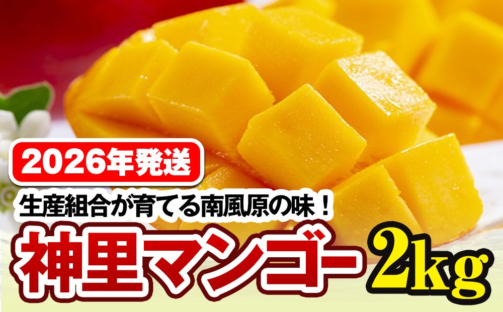 
            【2026年発送】生産組合が育てる南風原の味　神里マンゴー2kg
          