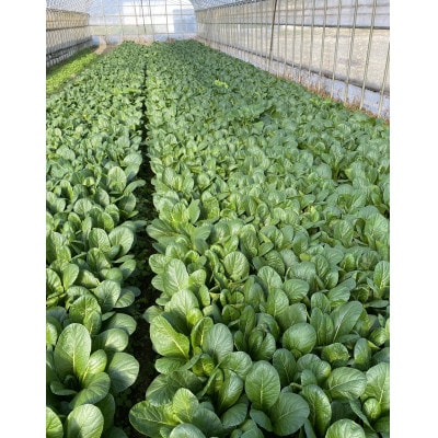 訳あり　季節の野菜セット4〜6品詰め合わせ【1613720】