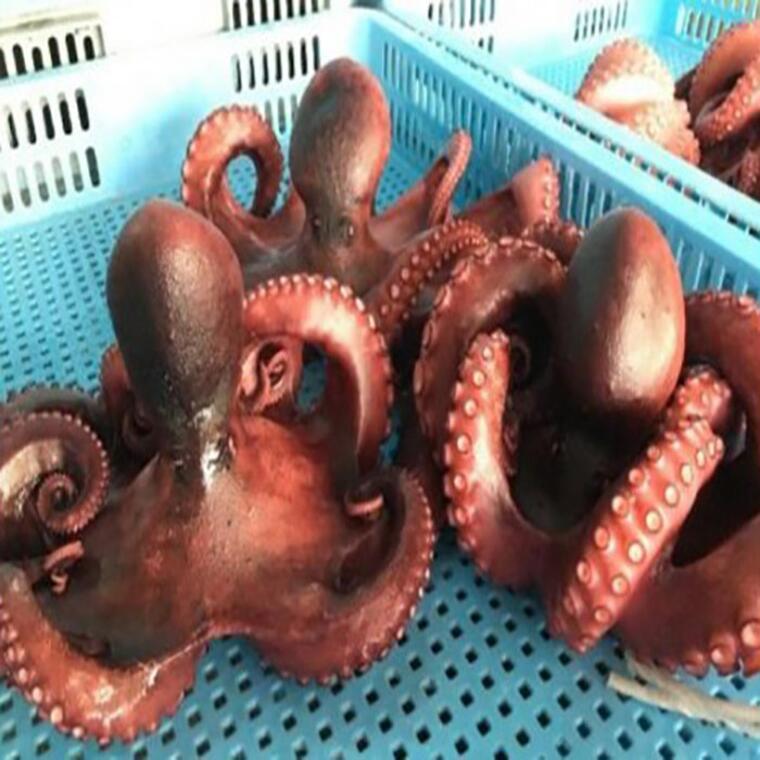 【ふるさと納税】G0774 うんまいタコ！ お家でゆでる体験キット めひかり唐揚げ付き 生のタコ タコ 柔らか 塩もみ めひかり メヒカリ 唐揚げ 取り寄せ