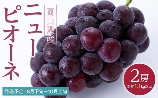 ぶどう 2026年  ニュー ピオーネ 2房（合計約1.1kg） ブドウ 葡萄  岡山県産 国産 フルーツ 果物 ギフト