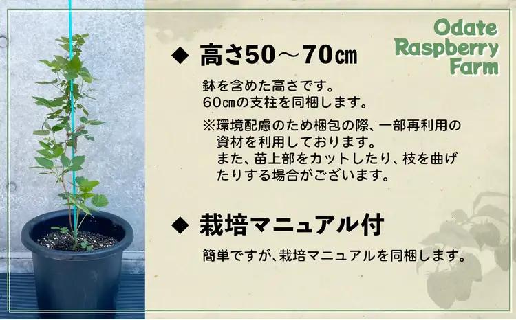 ラズベリー苗　150P7803【おおだてラズベリーファーム】