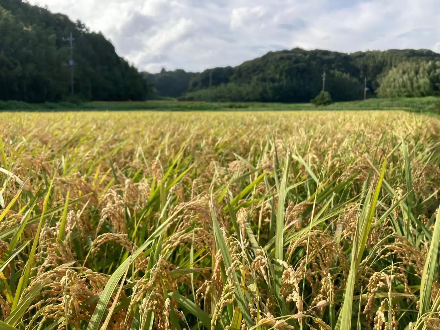 先行予約 令和8年度産 無洗米 粒すけ 5kg 【 粒すけ 】