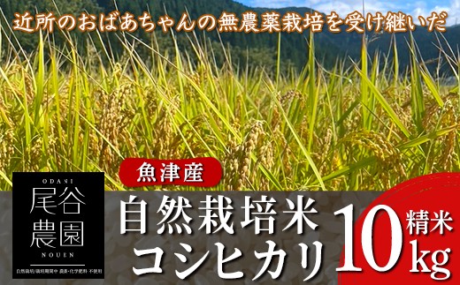 
                  【早期予約】【12ヶ月定期便】【令和8年度産米】尾谷農園 自然栽培米コシヒカリ 精米10kg ※2026年10月～発送
                