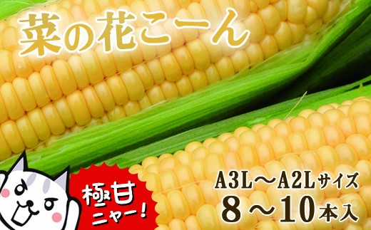 とうもろこし 甘い 菜の花こーん 2026年 先行予約 朝採れ 極甘 8～10本 A3L～A2Lサイズ 高糖度 濃厚 生食 産地直送 朝 もぎたて トウモロコシ 新鮮 サラダ 生野菜 野菜 スイートコーン コーン toumorokoshi 焼きとうもろこし BBQ ギフト 贈答品 岩手県 一関市 東北【2026年7月下旬から発送予定】