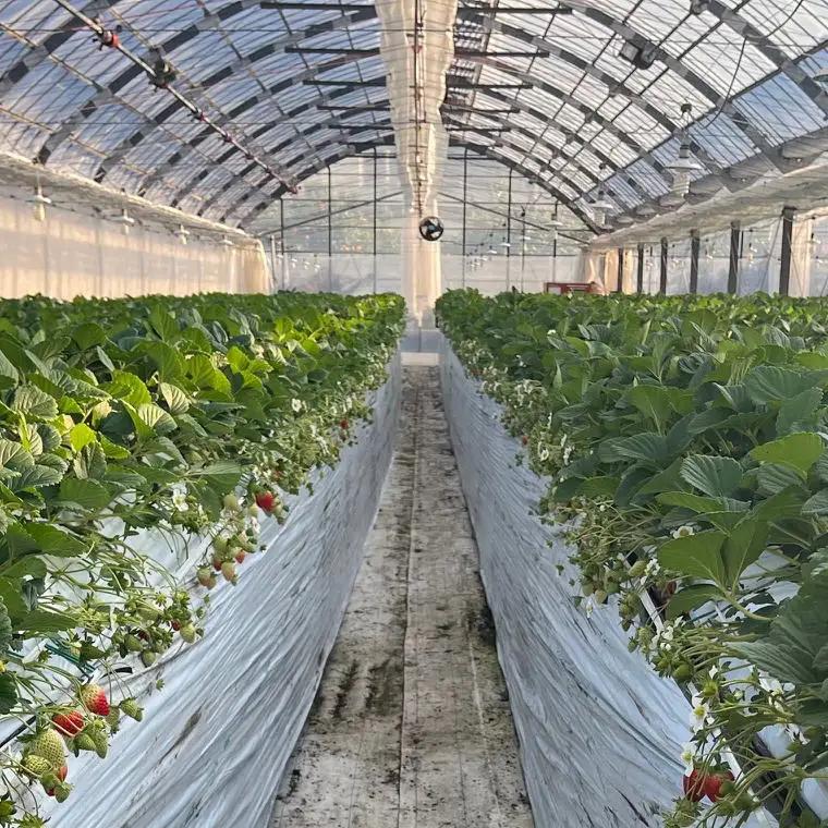 【2027年4月より順次発送】和歌山県産ブランドいちご「まりひめ」約300g×2パック入り ※2027年4月上旬～4月下旬順次発送予定（お届け日指定不可）【tec965A-4】