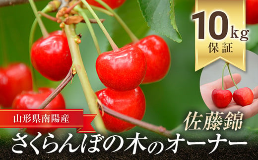 【令和7年産先行予約】 さくらんぼの木のオーナー 「佐藤錦」 10kg保障 《令和7年6月発送分》 『大野さくらんぼ団地』 サクランボ 果物 フルーツ 山形県 南陽市 [673]