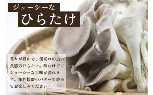【2026年先行予約】菌床きのこ栽培キット ひらたけ 2株入り《10月上旬から順次発送》栽培キット 自家栽培 きのこ ひらたけ 栽培 初心者でも簡単 自宅 菌床 加茂市 青木農園