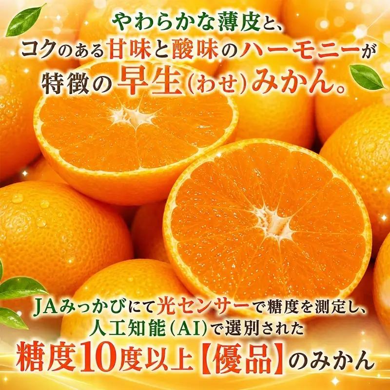 みかん 早生 Mサイズ3kg ミカン 果物 くだもの みかん