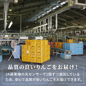 【先行予約】令和8年度産 シナノゴールド 秀品 約5kg 16～20玉入 長野県産 果物類 林檎 りんご リンゴ フルーツ 小諸市