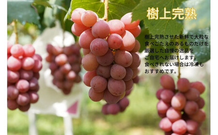 【2026年先行予約】 厳選ぶどう 岡山県産 クイーンニーナ 1.0kg以上（2房） 産地直送 朝採れ新鮮！ / ぶどう 葡萄 クイーンニーナ 先行予約 フルーツ 果物 岡山 真庭市 甘い 希少 珍し