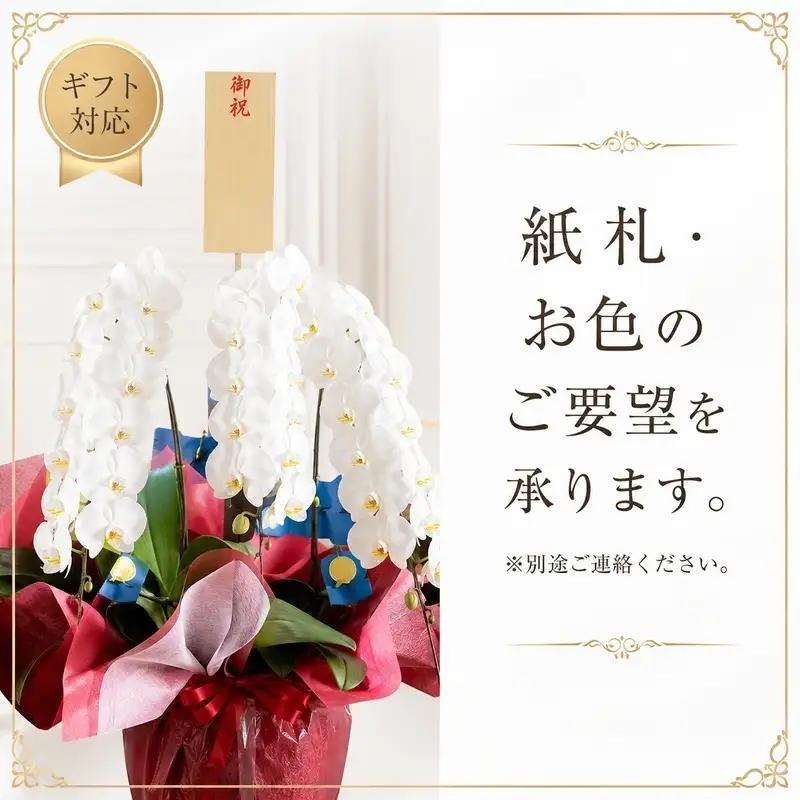 胡蝶蘭 ミディ 2本立 選べる花色 胡蝶蘭