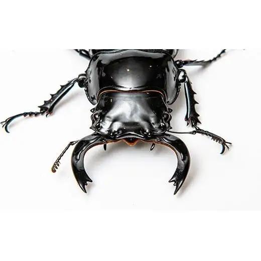 【1セット限定！】完璧育成！「タランドゥスオオツヤクワガタ」 G-233