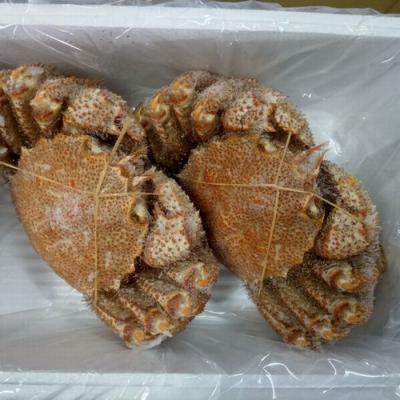 ふるさと納税 根室市 ＜12/21まで年内配送＞★毛がに2尾(計700g前後) C-57056 |  | 01