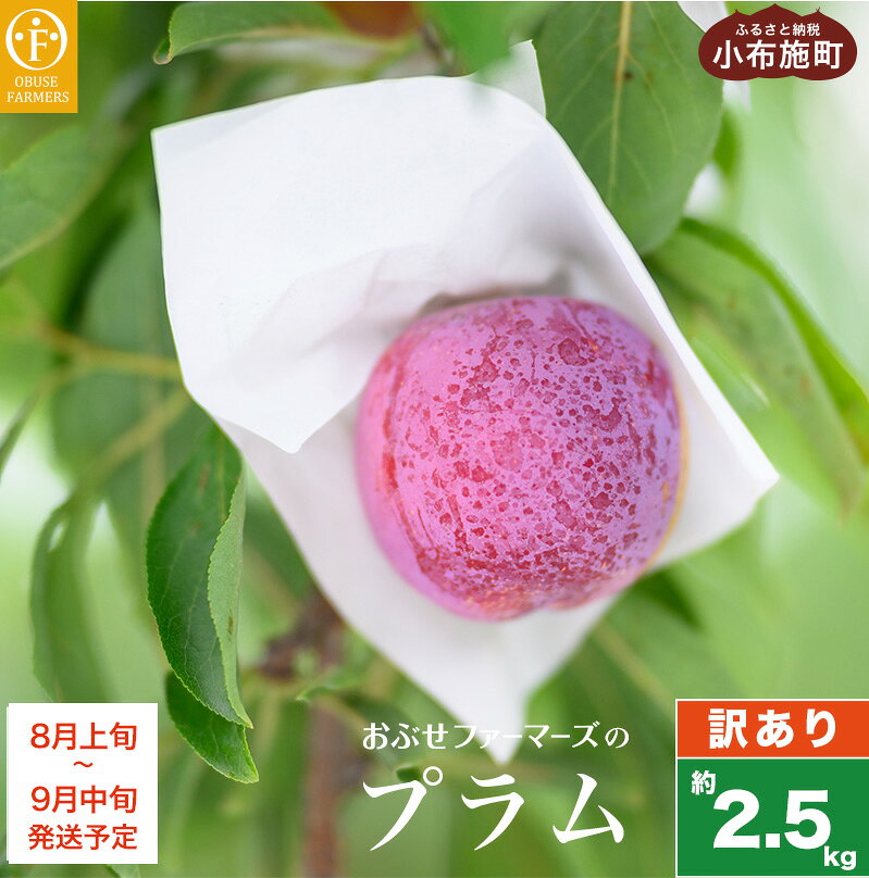 【ふるさと納税】【訳あり】プラム 約2.5kg ［おぶせファーマーズ］数量限定 果物類 フルーツ 規格外 不揃い 家庭用 長野県産 信州産 クール便 冷蔵便 お取り寄せグルメ 【2026年8月上旬～9月中旬発送】