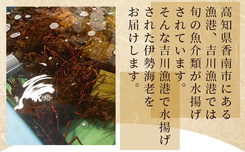 伊勢海老 計500g(1～2匹) 冷凍 - 訳あり 国産 エビ えび 海鮮 魚介 産地直送 プリプリ 味噌汁 刺身 焼き物 汁物 えび蔵 高知県 香南市 冷凍 10000円以上 1万円以上 eb-00