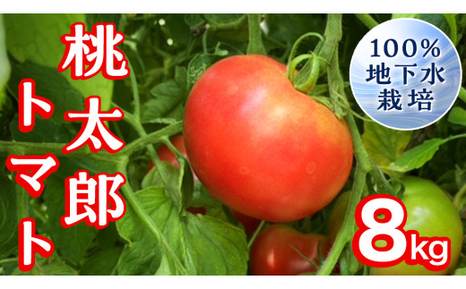 地下水100％で作る美味しい 「 桃太郎トマト 」 8kg 野菜 桃太郎 トマト とまと 地下水 ミネラル [DU008ci]