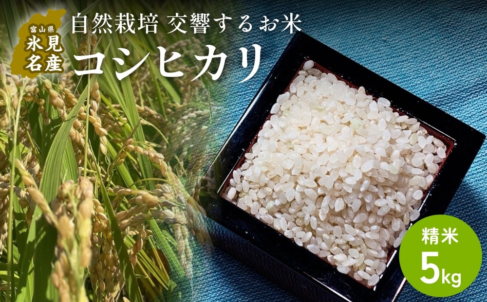 
                  【交響するお米】［精米］自然栽培 コシヒカリ 5kg（富山県 氷見市 / 令和7年産） |   移住農家が里山から直送 米 白米 こしひかり
                