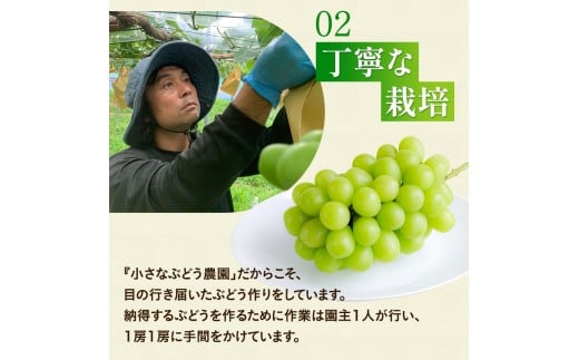 【2026年先行予約】 ここちとふぁーむ 【ご自宅用】 岡山県産 シャインマスカット お試し1房 500g以上 【koko014-01】