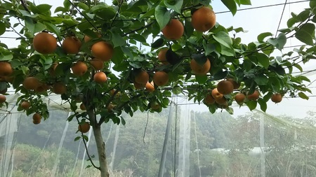 【先行予約】栃木県芳賀町産「にっこり梨」約5kg | 梨 なし 果物 フルーツ 秋の味覚 産地直送 送料無料 栃木県芳賀町 ※2025年9月下旬～10月中旬頃に順次発送予定 ※離島への配送不可｜梨　に