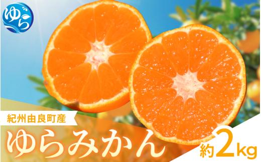 【先行予約】ゆらみかん 約2kg ※2025年12月上旬頃から順次発送予定 / 温州みかん 和歌山県 柑橘 みかん 甘い 蜜柑 フルーツ 果物 くだもの 食品 人気   おすすめ 送料無料 産地直送 由良町【kzmn019】