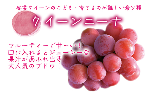 【2026年先行受付】岡山　花笑み農園の『ニューピオーネ＆クイーンニーナ』1kg(2房)PQ-1【配送不可地域：離島】