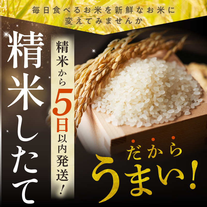 精米したてをお届け！北海道産 ななつぼし 10kg【お米 精米 白米 新米 お米 お弁当 北海道産 ななつぼし 10kg お米10kg 白米10kg 北海道産米 道産米 米】