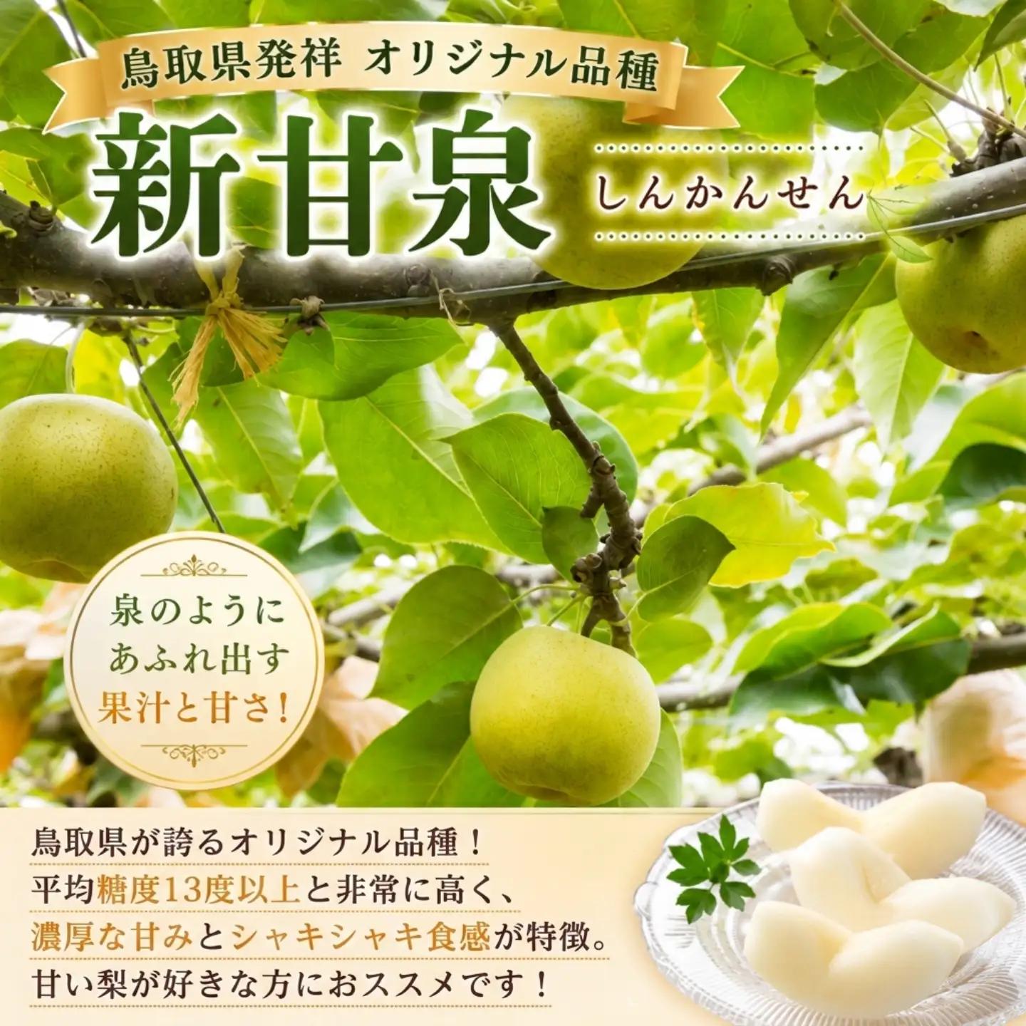 Y482 新甘泉(赤秀) 2.5kg【彩花園】
