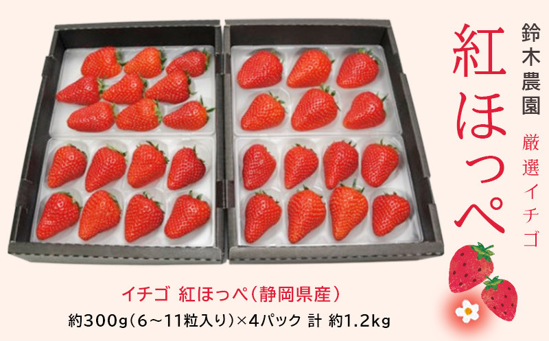 １０５７　厳選イチゴ 紅ほっぺ （静岡県産）270ｇ×４ 令和５年１月５日頃から順次発送です 鈴木農園 ( 静岡 イチゴ 苺 いちご 紅ほっぺ べにほっぺ 人気 甘い たっぷり ボリューム ）