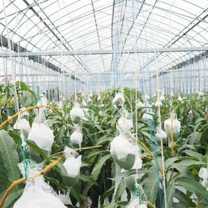 和歌山県産 樹上完熟しおさいマンゴー(2玉入り)(日高町)【1632646】