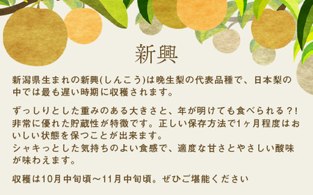 【先行予約 数量限定】梨 新興 約3kg 6玉～12玉 | 梨 梨 梨 梨 梨