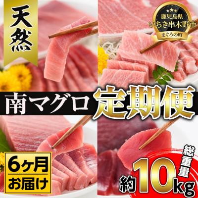 ふるさと納税 いちき串木野市 【定期便6回(毎月)】 南マグロ大トロ、中トロ、赤身合計8本を半年間毎月送付