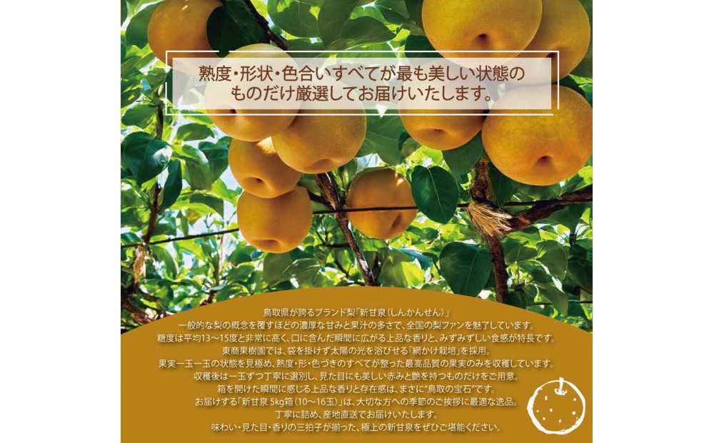東商果樹園 新甘泉(赤秀)3kg(８月下旬から発送）