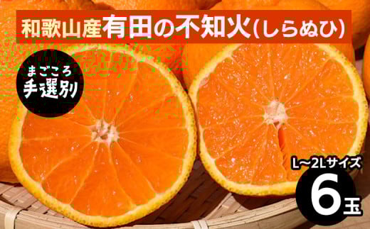 【まごころ手選別】和歌山産　有田の不知火(しらぬひ)(6玉×1箱、L～2Lサイズ) ※2026年2月上旬～4月下旬頃に順次発送予定