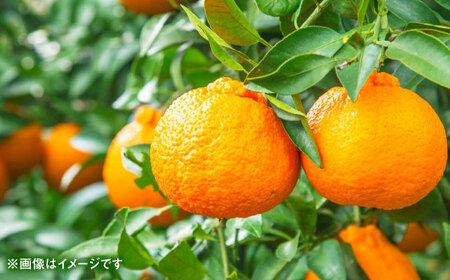 【先行予約】 デコポン　約3kg 柑橘 みかん 蜜柑 熊本 フルーツ 果物 【日本フルーツ株式会社】[ZFJ033]