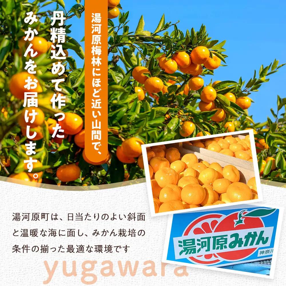 甘みと酸味のバランス抜群・宮川早生みかん　5kg(Mサイズ) 　2026年11月中旬～下旬頃に発送予定| 湯河原町 Mサイズ 5kg 果物 旬 柑橘系 宮川早生みかん