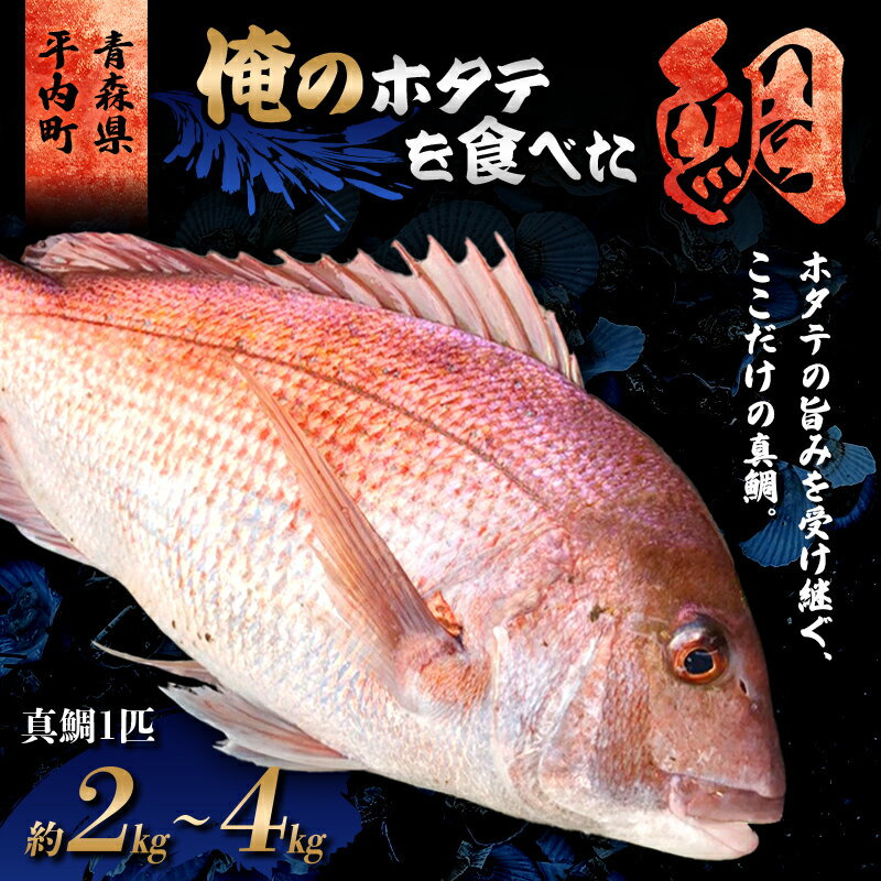 【ふるさと納税】 「俺のホタテ」を食べた鯛 【陸奥湾平内産 天然活〆真鯛】 タイ ホタテ ほたて 帆立 魚介 魚貝 魚貝類 青森県 東北 平内町 陸奥湾 むつ湾 F21J-296