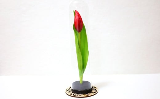 
            チューリップのプリザーブドフラワー
          