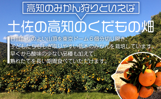 【期間限定】土佐の高知のくだもの畑 みかん（ギフト用）約5kg kd-0026
