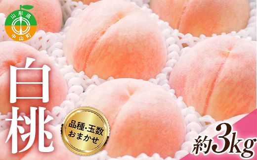 《2026年度先行予約》山形県産 白桃（品種・玉数おまかせ7〜12玉） 約3kg 果物 くだもの フルーツ 桃 もも モモ 山形県 中山町 F4A-0977